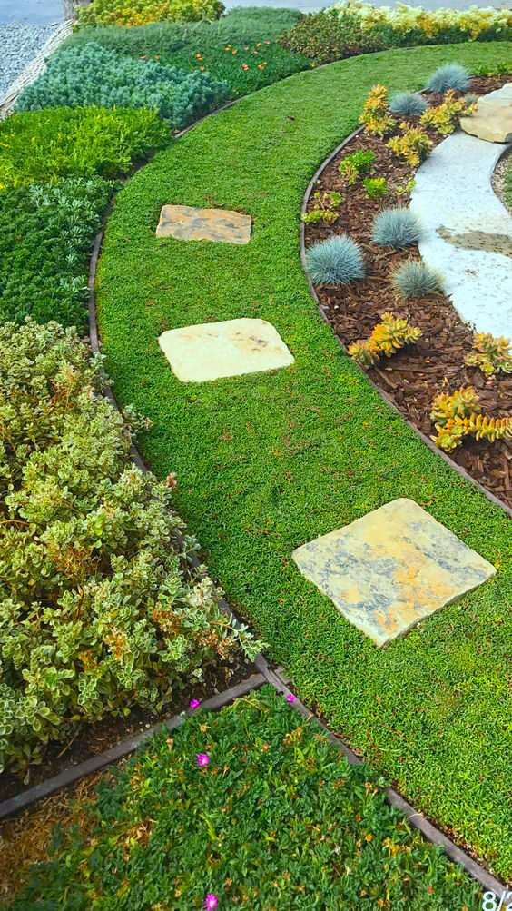 The vibrant green of Ruschia Lineolata is preferred by landscapers.