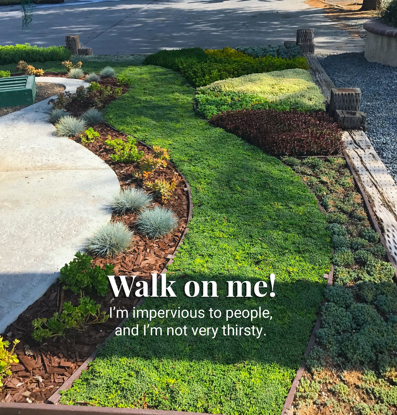 ruschia_lineolata-walkonme
