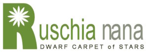 Ruschia Nana
