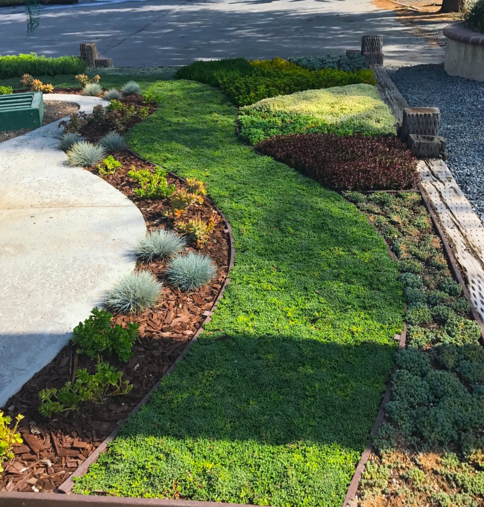 Low Maintenance Drought-Tolerant Ground Cover