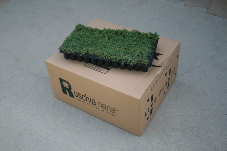 Better Than Grass The Best DroughtTolerant Grass Alternative Available