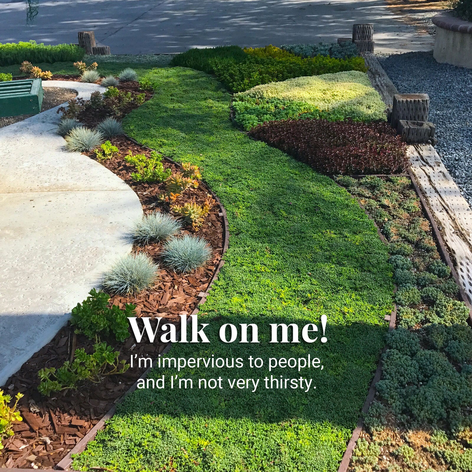 ruschia_lineolata-walkonme